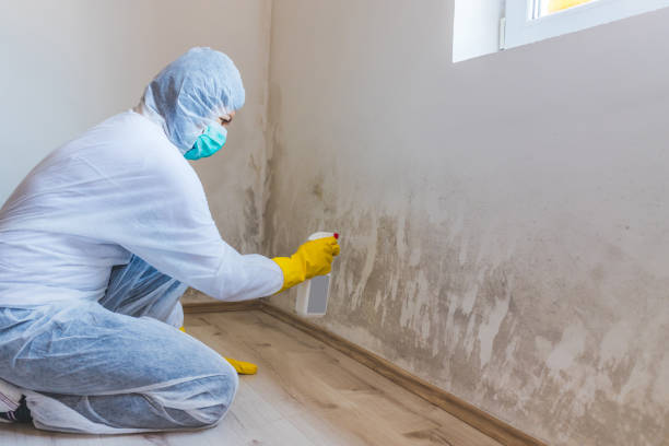 Licensed Attic Mold Removal service in Raleigh, NC - WQB Mold Removal
