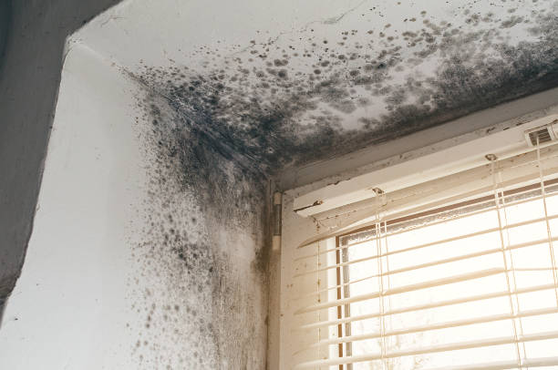 Affordable Attic Mold Removal solutions in Raleigh, NC