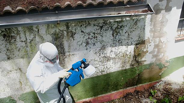 Top rated local Attic Mold Removal specialists in Raleigh, NC
